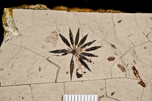 Photo of a fossil plant.