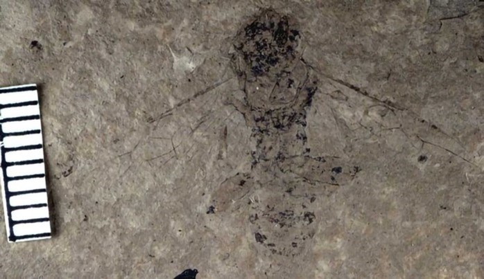 FLFO Picture2 Photo of a fossil insect.