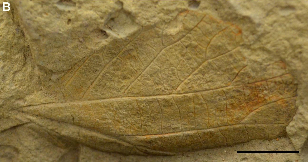 Fig 15b MEVE_paleo_inventory_NON-SENSITIVE_final Photo of a fossil leaf