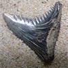 Fossilized shark tooth