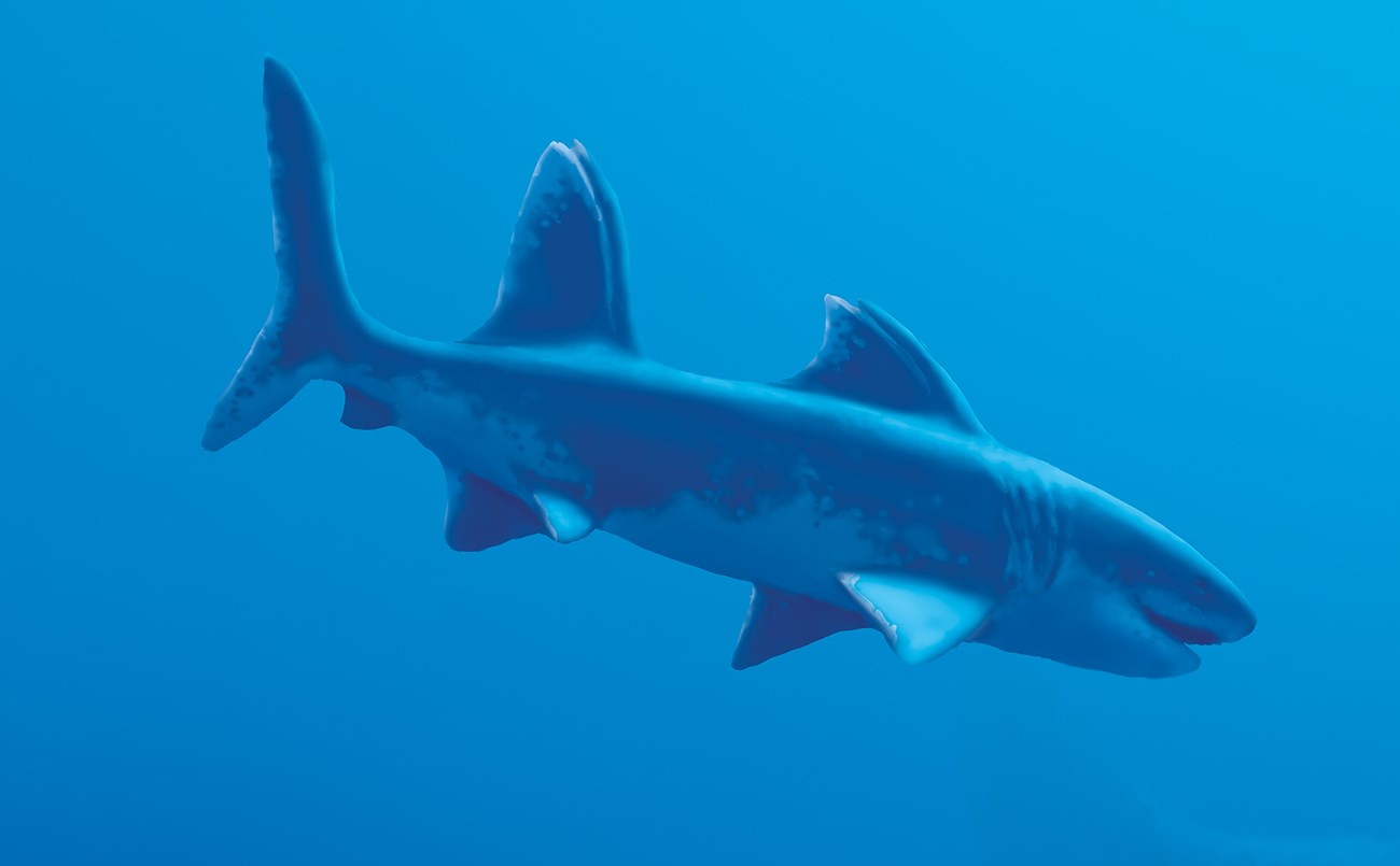 Prehistoric Shark