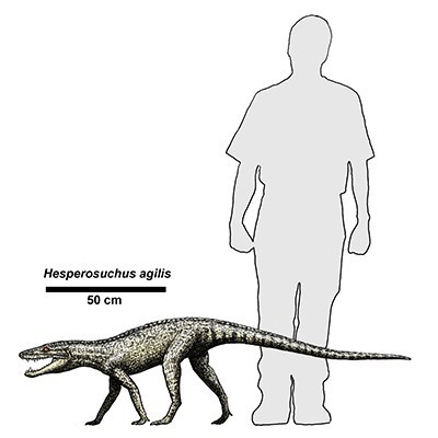 drawing of a prehistoric crocodile-like animal with an outline of a human for comparison