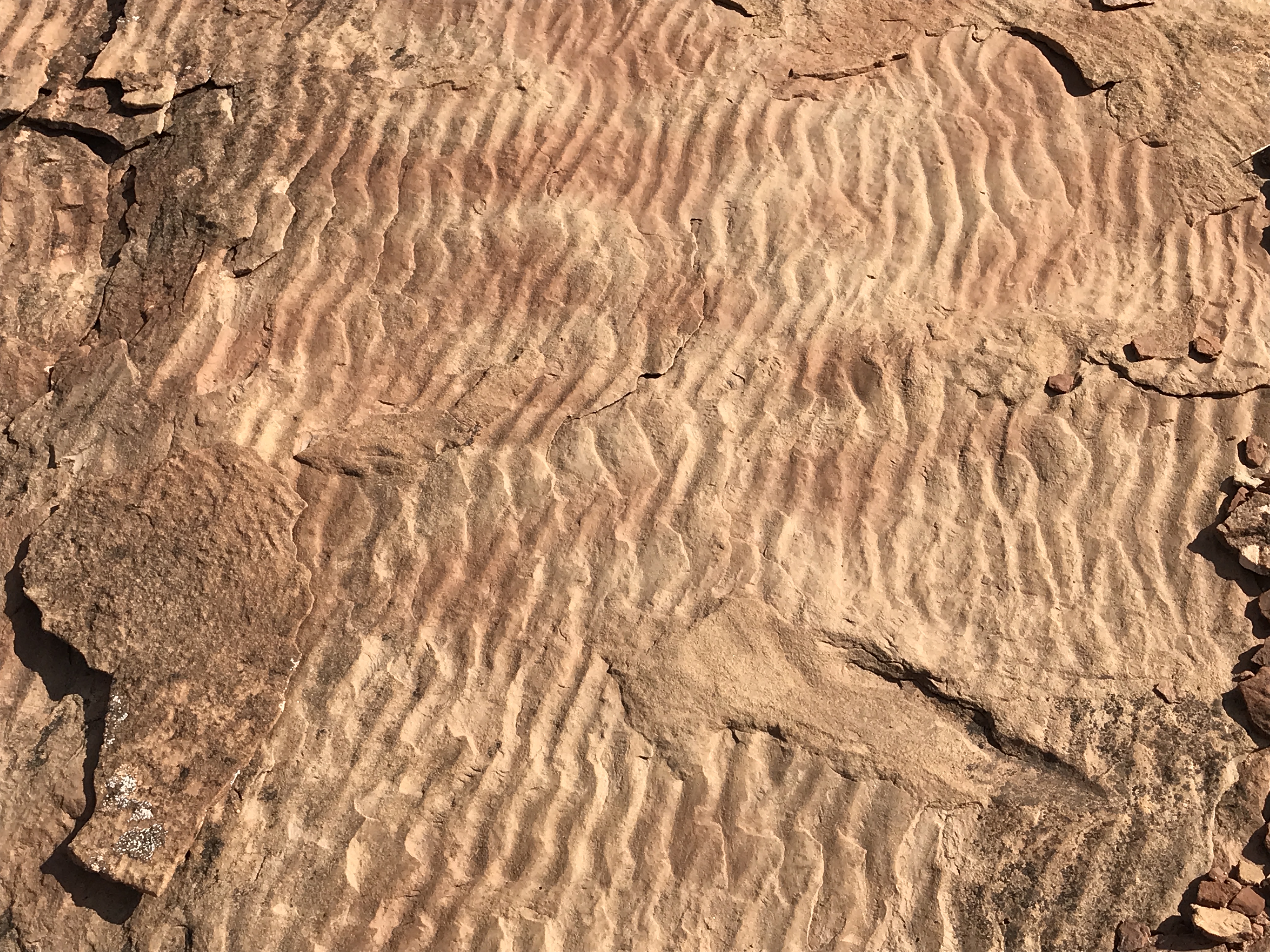 Photo of ripple marks on sandstone.