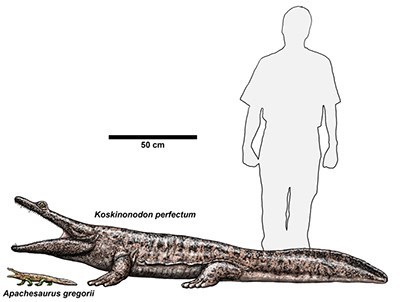 two drawings of prehistoric salamander-like amphibians with human outline for comparison