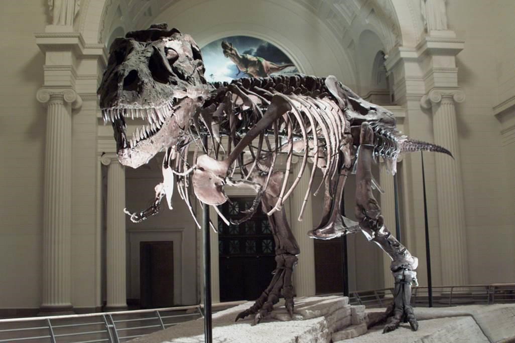 Tyrannosaurus rex skeleton