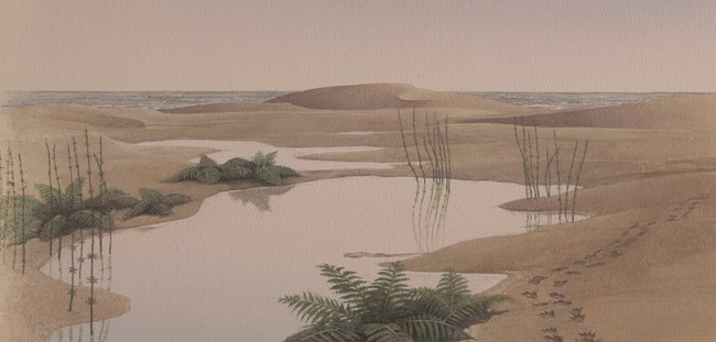 Artwork of shallow interdune wetlands