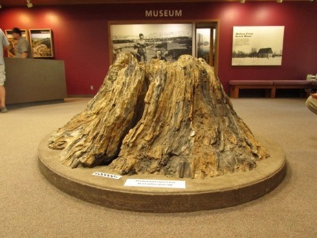 THRO Picture14 Photo of a fossil stump display.
