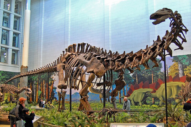 Tadek Kurpaski CC BY 2.0 Photo of a dinosaur skeleton exhibit.