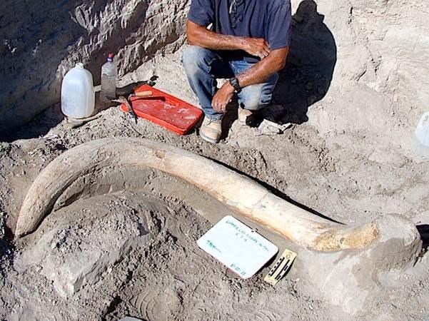 mammoth tusk