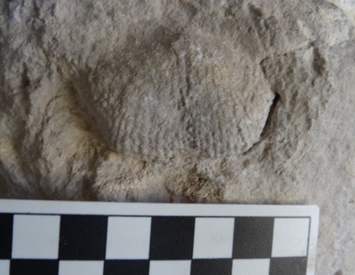 WACA Picture4 Photo of a small shell fossil.