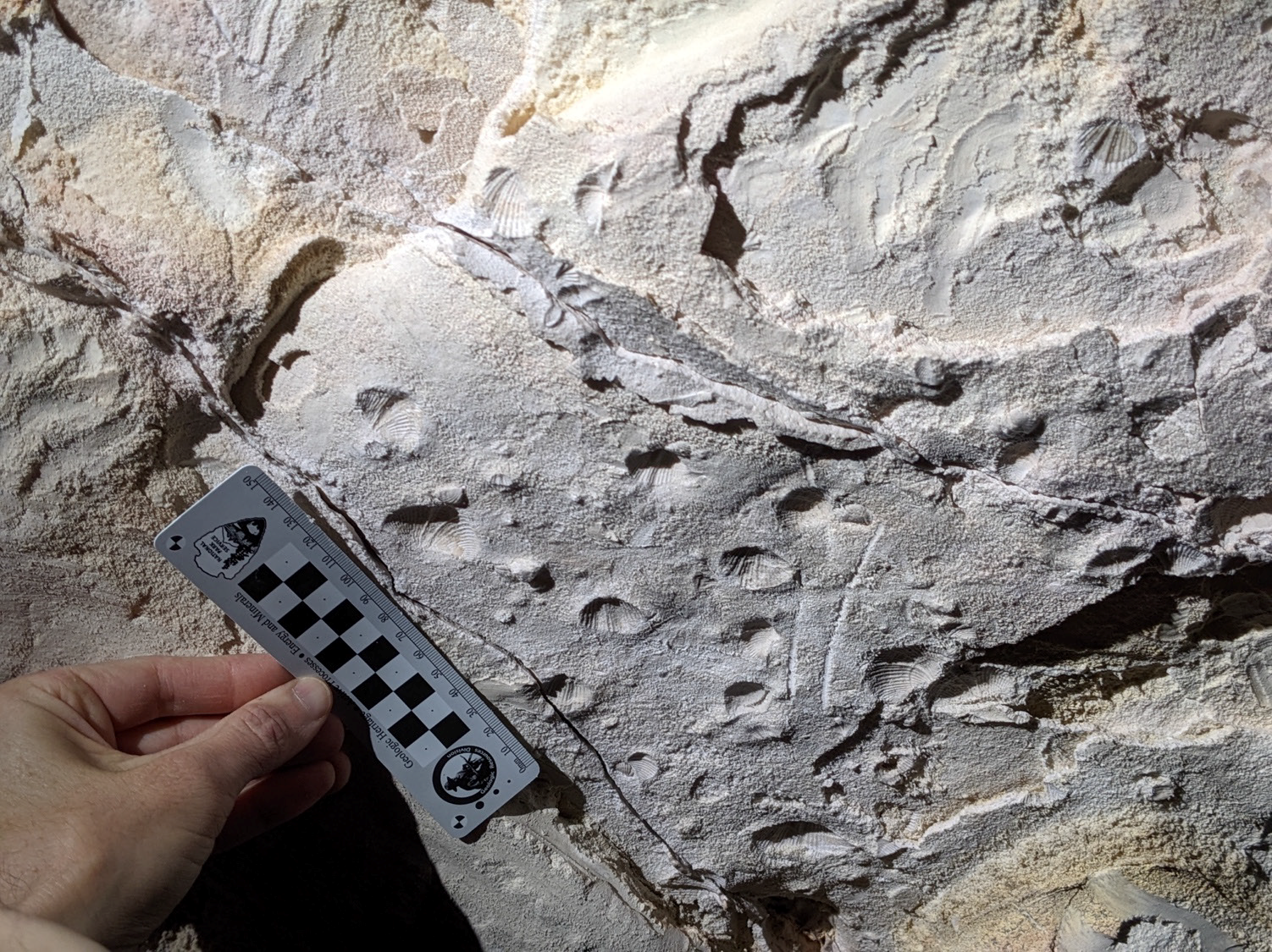 WICA Picture15 Photo of fossils in a rock slab.