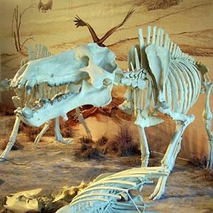 agate fossil beds visitor center display fossil skeleton in visitor center display
