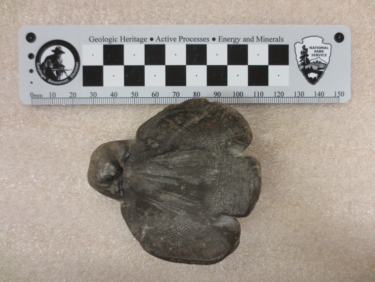 bird effigy carved fossil bird effigy carved fossil