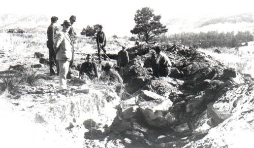 cycad fossil excavation cycad fossil excavation
