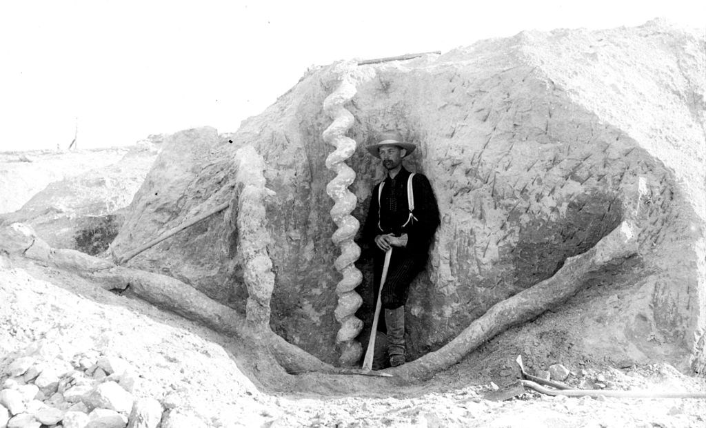 person standing with fossil cast of spiral burrow