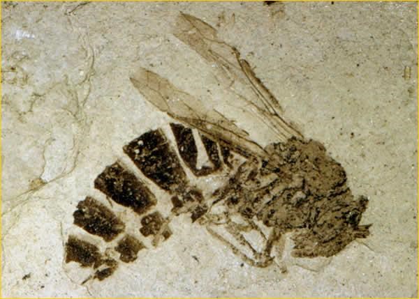 fossil wasp