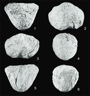 six fossil brachiopods six fossil brachiopods