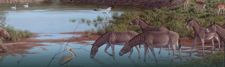 horse-migration-graphic-02-cropped Painting of a prehistoric scene with zebra-like animals walking in a pond