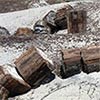 petrified wood logs