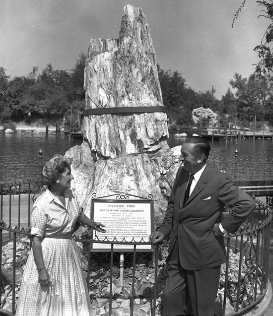 petrified tree in frontierland people standing with petrified tree
