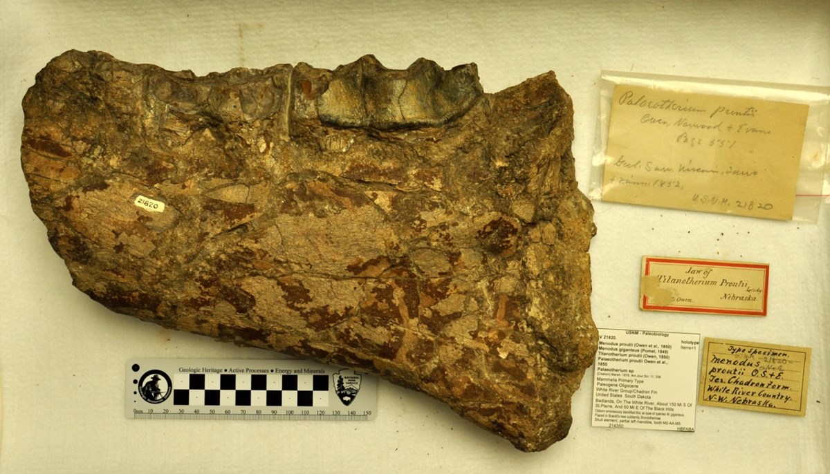 fossil jaw bone