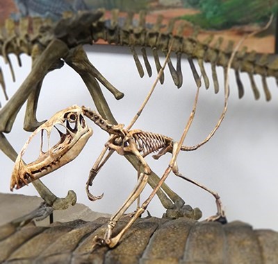 skeleton of a prehistoric flying reptile