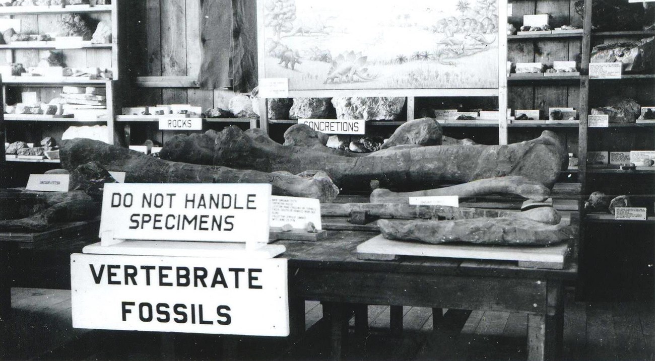 rock and mineral display