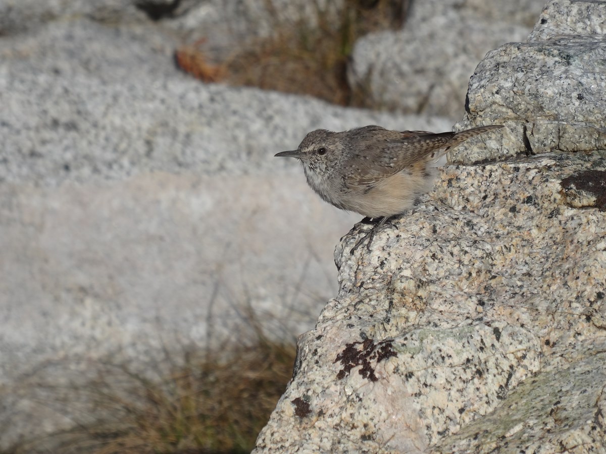 Closeup photo of small grey/brown bird perched on the edge of granite rock.