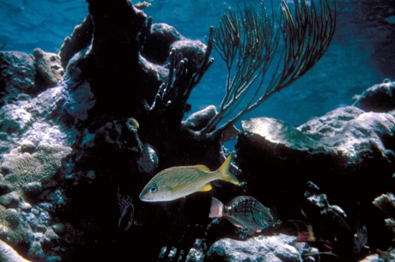 Photo under water of tropical fish and coral reef