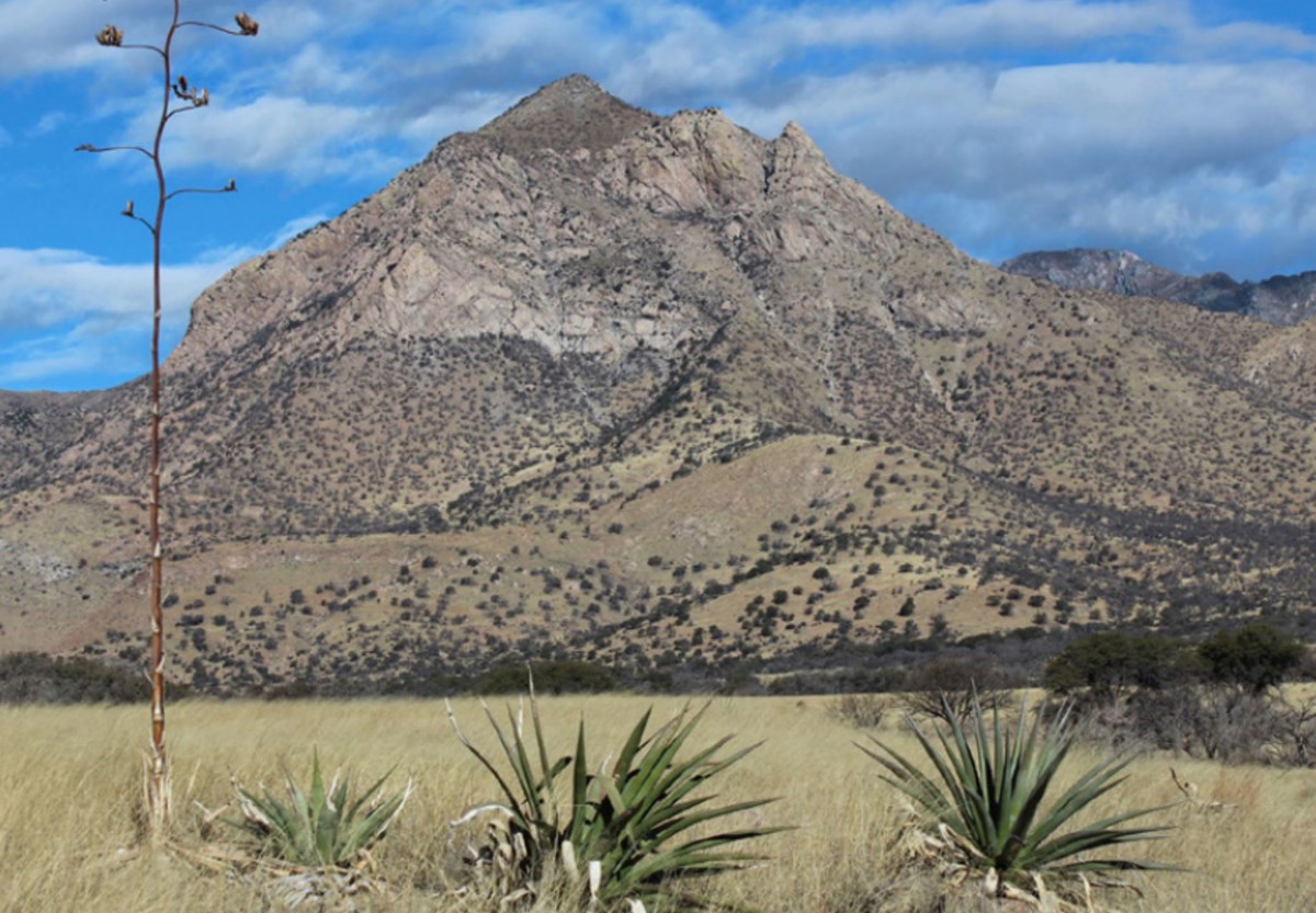 photo of a distant rocky desert peak with cactus and grassland in the foreground.