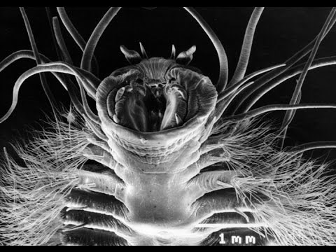 Ice Worm with Scale Bar