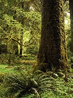 Olympic National Park.