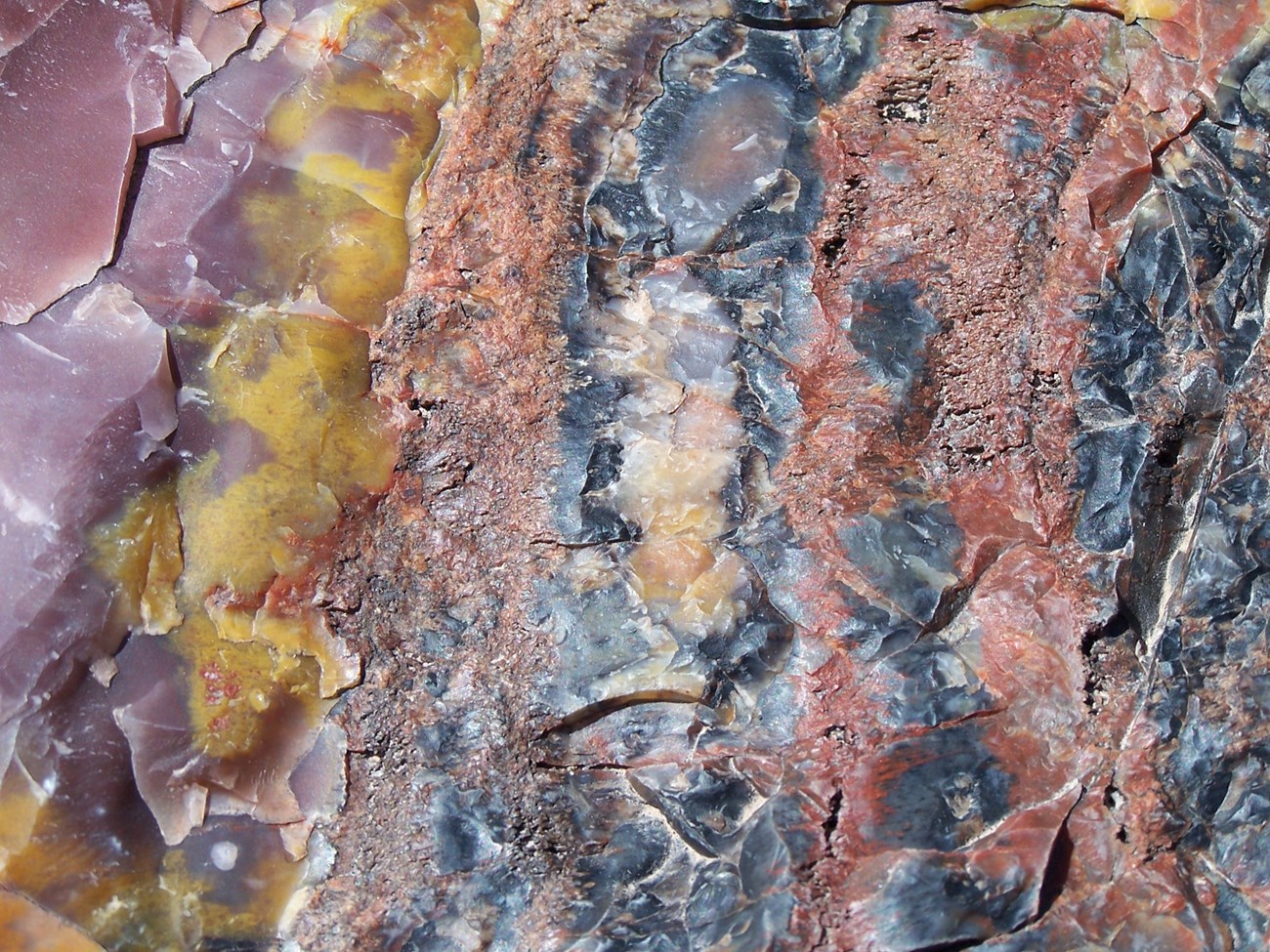 colorful minerals in fossilized wood