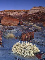 Petrified Forest National Park.