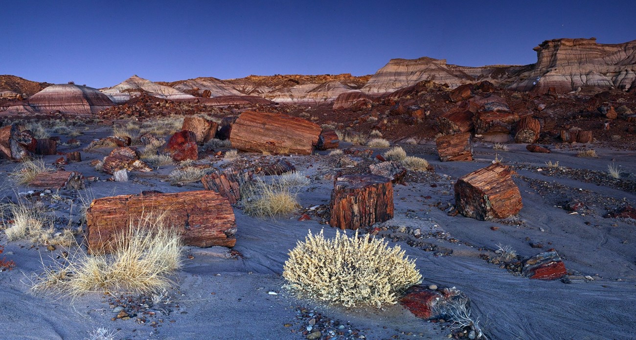 Petrified Forest National Park