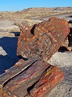 Petrified Forest National Park