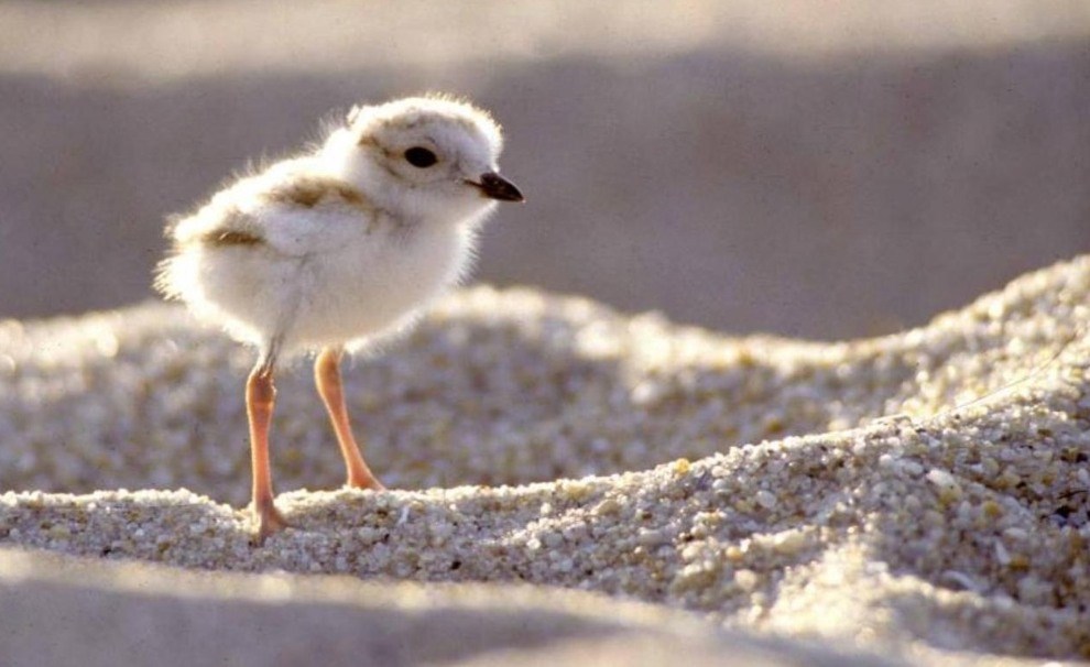 Piping plover chick