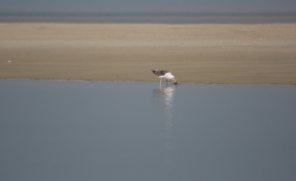 Storms_Response_Manage_O02 seagull at the edge of water on sandy beach