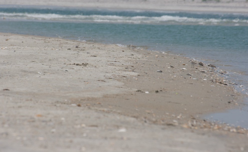 sandy beach and open water