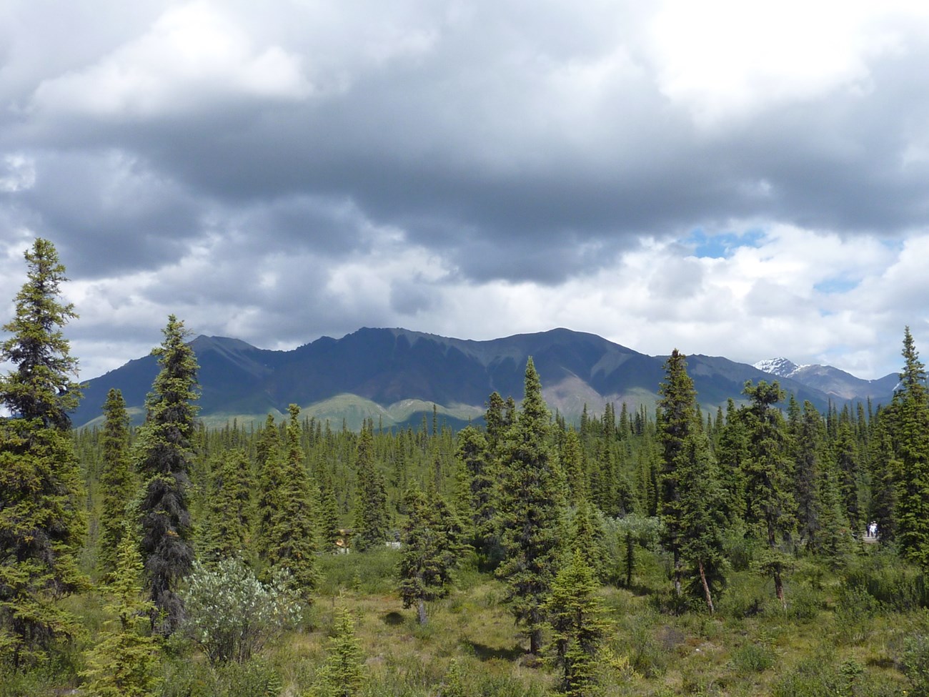 WRST CAKN Photo of a forest with mountains in the distance