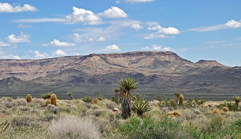 a photo of dry scrub and spiky plants with a mesa in the distance