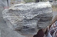 Foliated gneiss