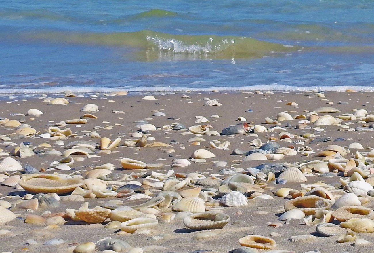 beach with shells