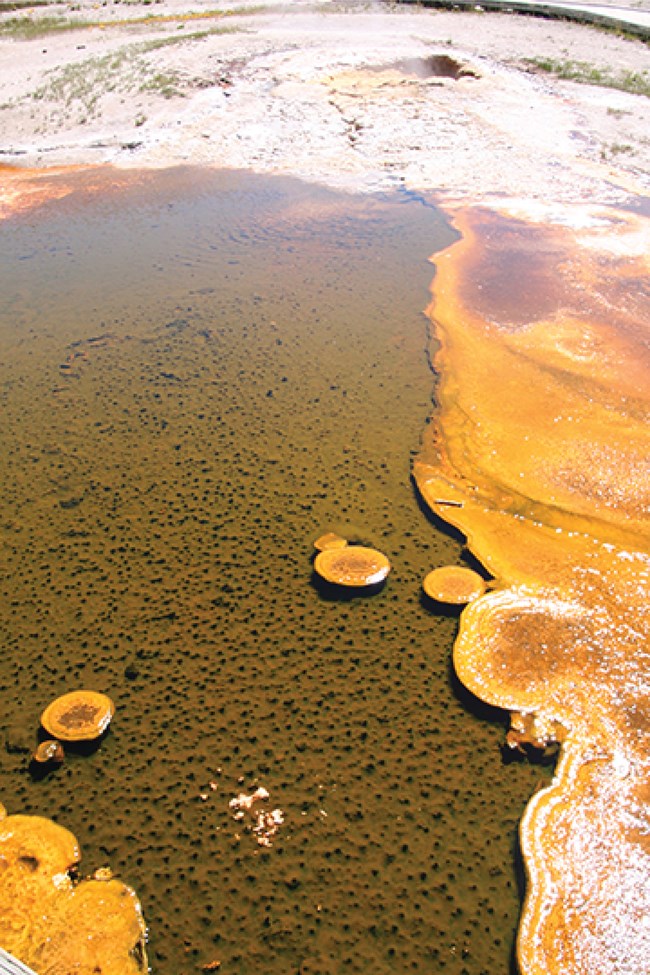 hydrothermal feature with orange thermophiles