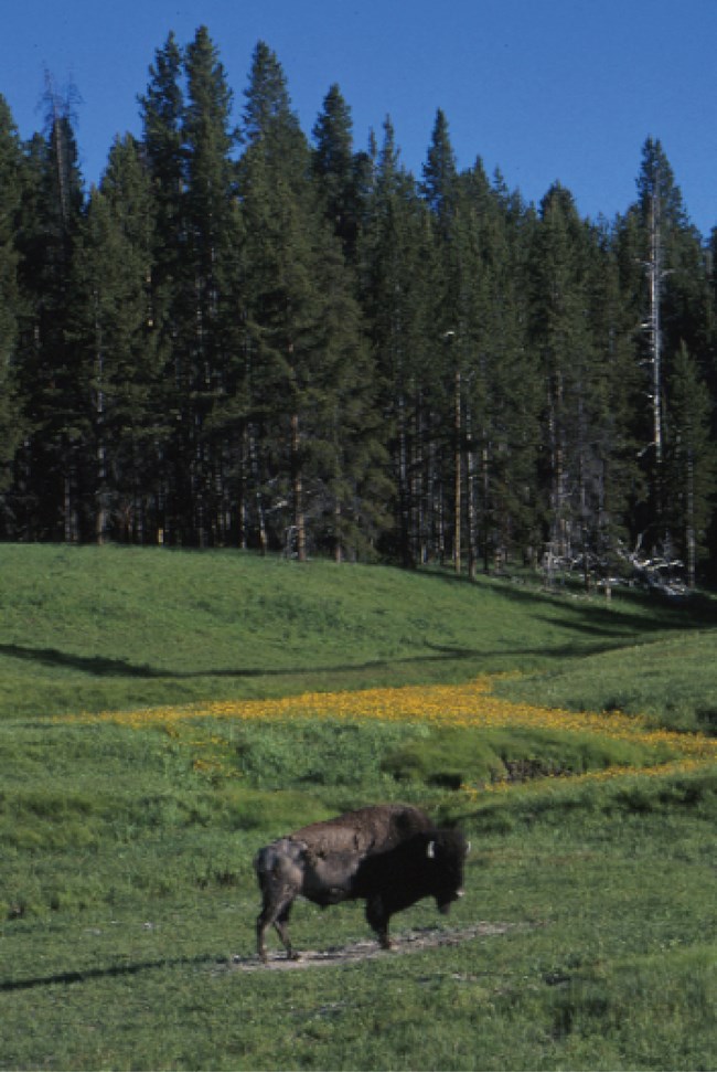 yell wildlife bison@10x american bison
