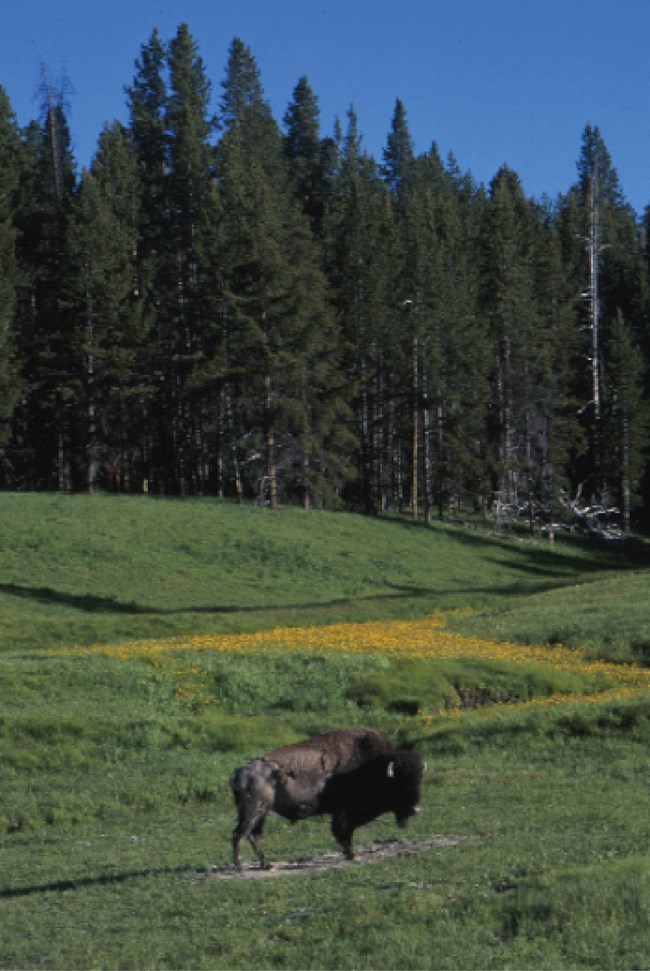 american bison