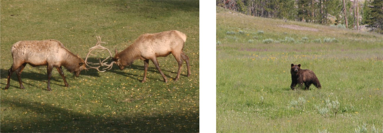yell wildlife elk and bear@10x photos of an elk and a bear