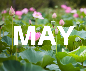 lt= word May over background of pink lotus flowers