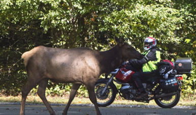 A motorcyclist wearing a helmet and reflective gear drives past an elk on the road.