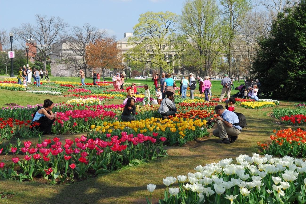 visitors standing in tulip gardens